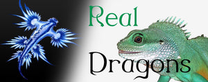 7 real dragons that will blow your mind